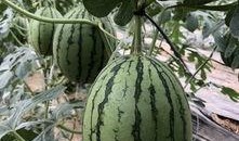 新疆吃瓜网红叫什么来着,揭秘瓜界风云